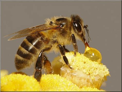 蜜蜂蜂种