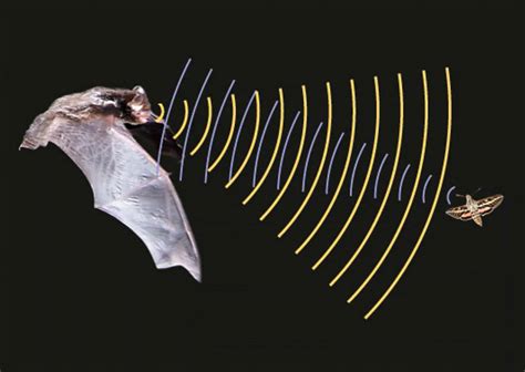 蝙蝠发出的超声波碰到了飞蛾蚊子会怎样