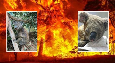 超2万只考拉山火中死亡