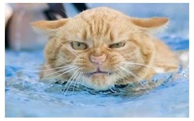 超级猫咪游泳教程（超级猫咪游泳教程图解）