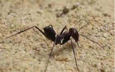 踩死一只蚂蚁会被蚂蚁发现吗（踩死一只蚂蚁会被蚂蚁发现吗）
