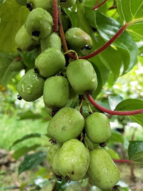 软枣猕猴桃适应什么地区种植