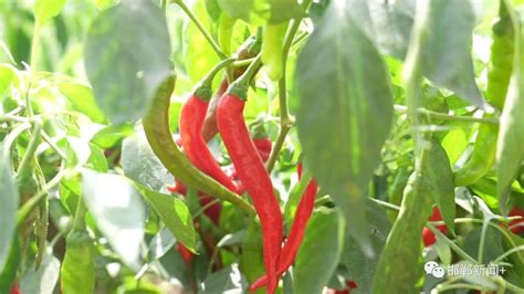 辣椒啥时种植