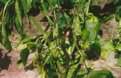 辣椒种植病虫害防治方法