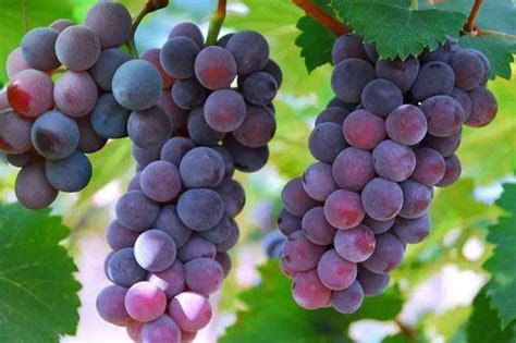 适合四川种植的葡萄品种
