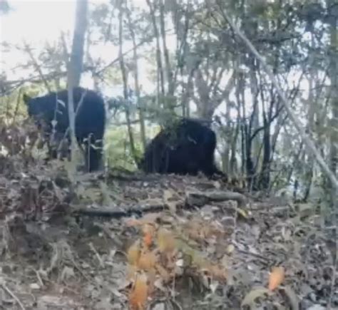 重庆拍到黑熊一家三口林中漫步