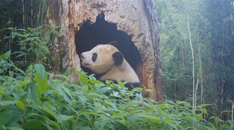 野生熊猫幼崽树洞“卖萌”