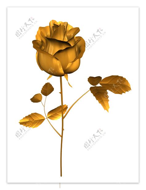 金玫瑰花