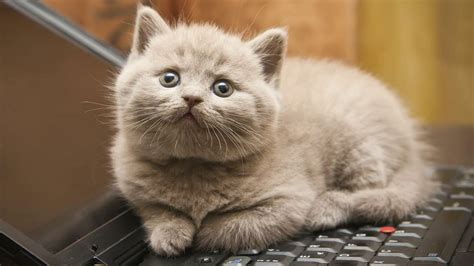 键盘猫
