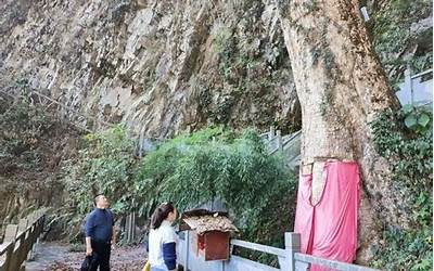 长在悬崖上的2600岁楠木王多次被盗：为何如此值钱？