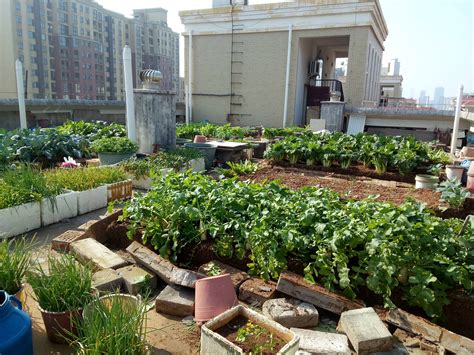 长沙老人把小区楼顶“开垦”成菜园