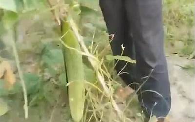 难得一见！村民种出59厘米超4斤黄瓜王