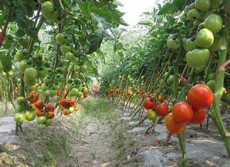露地西红柿栽培技术