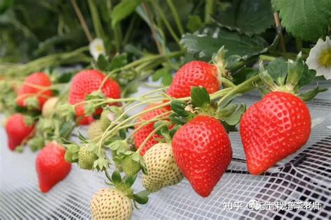 露天草莓种植