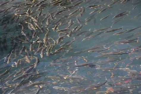 青海湖裸鯉資源量十年增長42倍