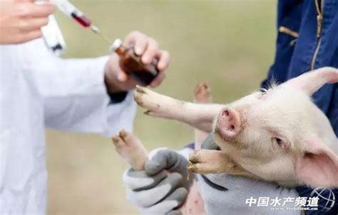 非洲猪瘟疫苗研制成功
