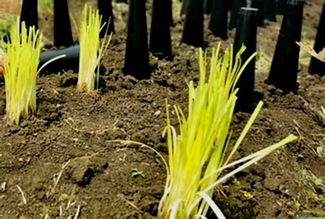 韭黄种植新技术
