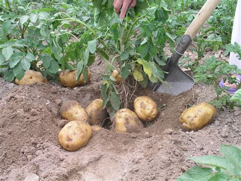 马铃薯怎么种植