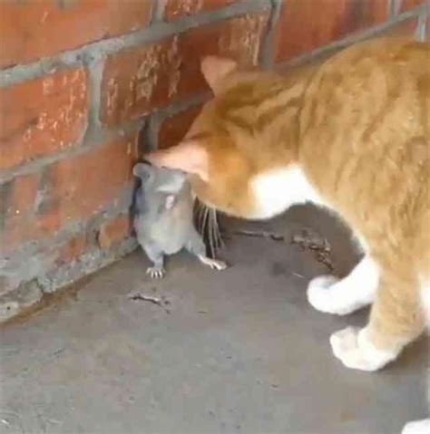 高校大學生圍觀橘貓抓老鼠