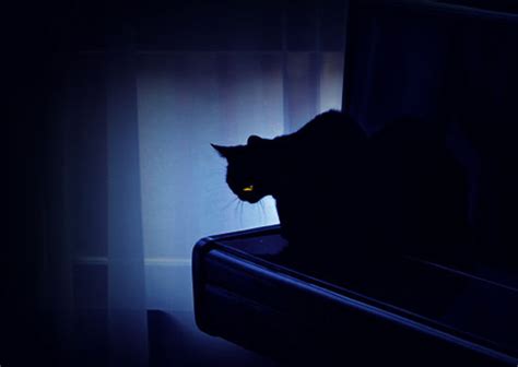 黑猫的恐怖故事