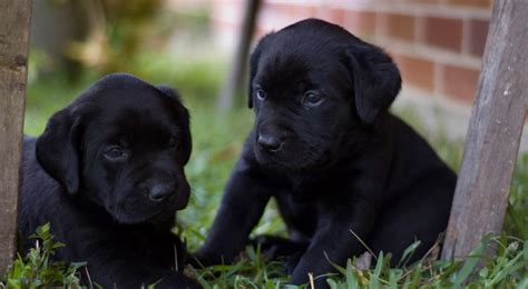 黑色拉布拉多幼犬起名字